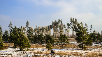 Winter day. / ***