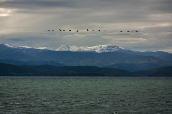 Flight / ***