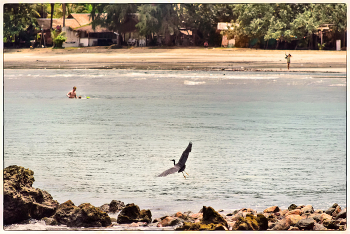 Bird ... / ***