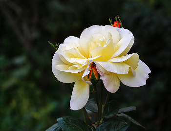 Autumn / ***