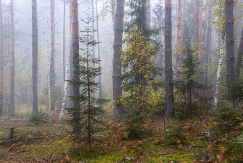 Foggy morning / ***