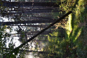 Autumn forest / ***