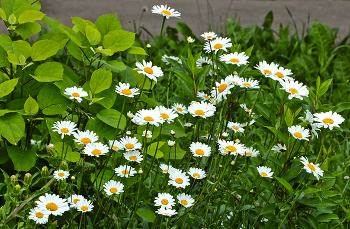 It was summer ... / ***