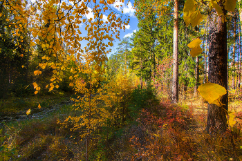 Fall Leaves / ***