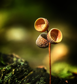 Forest Study / ***