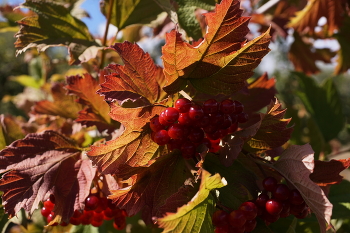 Autumn color / ***
