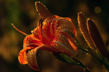 At sunset after rain / ***
