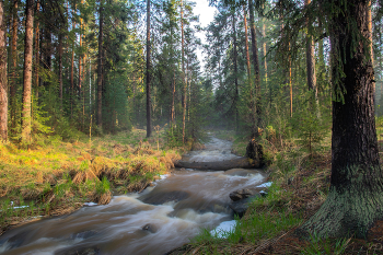 in the autumn forest / ***