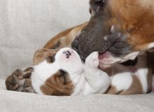 Superhuman tenderness ... / ***