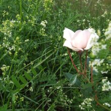 The beauty and solitude / ......................