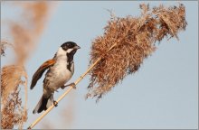 Reed bunting / ***