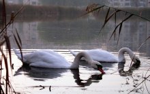 Perfect couple! / ***