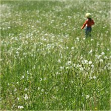 Dandelion childhood / ***