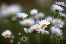on camomile meadow / ***