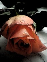 dead roses / *dead rose