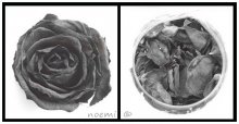 b&amp;w rose / .....