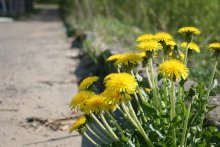Odufanchiki / Canon 400D: 1/500s, F/5.0, ISO 125, 01.05.2009