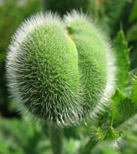 No, it's not a hairy ass Schreck / ***