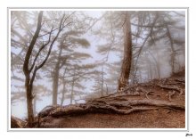 Mountains. Spring. Fog / ***