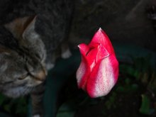 tulip and kiska) / ***