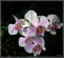 Kphalaenopsis &quot;Chaamade&quot; / ***