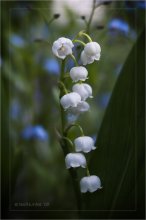 About the lilies of the valley ... / ***
