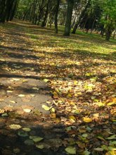 on the road in autumn / ***