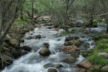 Mountain Stream / ***