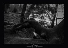 Svityazyanskoe monster / ***