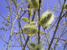 Spring has come / ***