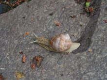 Snail / ***
