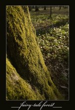 Enchanted forest / ***