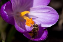 Crocuses / ***