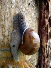 Snail / ***