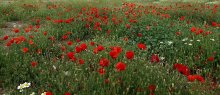 Poppies / ***