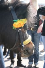 pony / Canon 400D: 1/500s, F/5.0, ISO 400, 09.05.2009