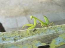 Mantis / *** ***