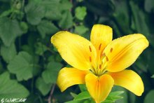 Yellow Lily / *****