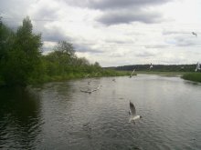 Gulls / ***