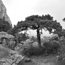 In the mountain cat / Kremia_2009