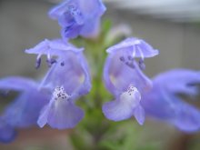 Azure / ***