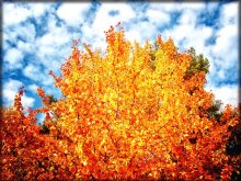 All the gold of autumn / ***
