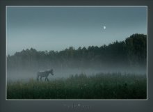 horse in fog / -----