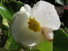 Flower / ***