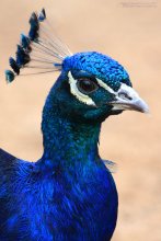 Peacock / ***