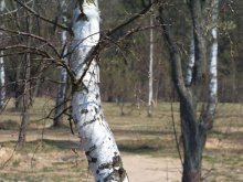 birch / ***