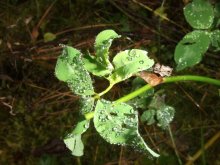 After the rain / .....