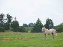 zakovanaya horse / .....