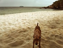 Forgotten dog .. a forgotten beach .. / ..........