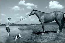 about the July heat, swimming horse and dog darted / ***